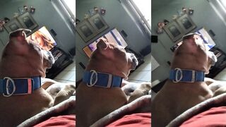 Her dog is a diva.