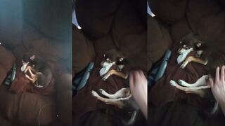 Pet Report - Happy Dog.